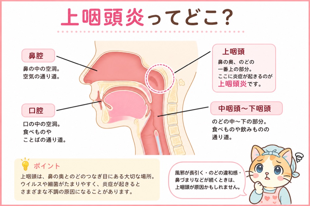 上咽頭炎の位置をわかりやすく示した図